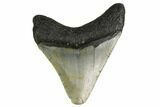 Megalodon Tooth - North Carolina #152908-1